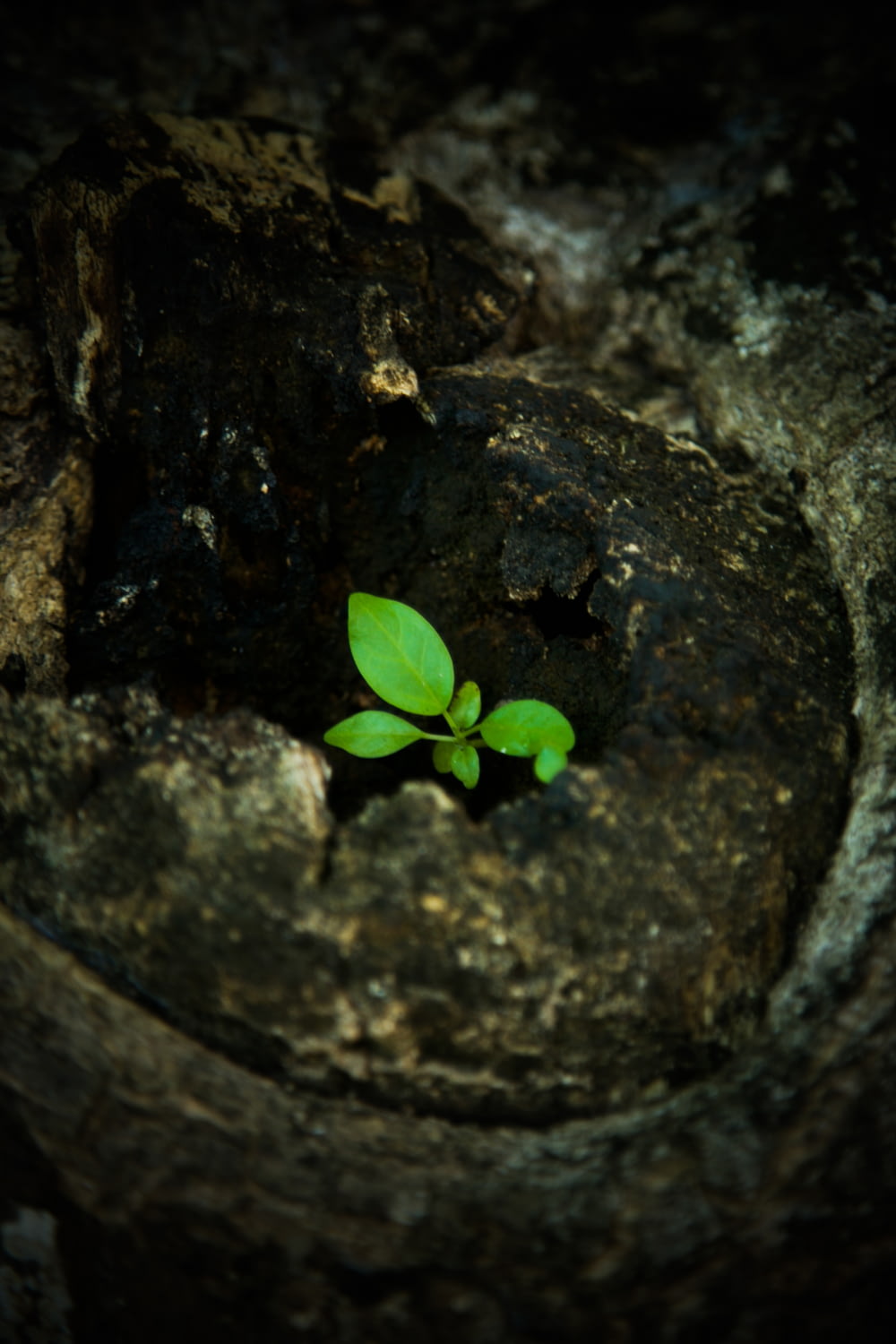 a small plant sprouts out of a crack in a rock