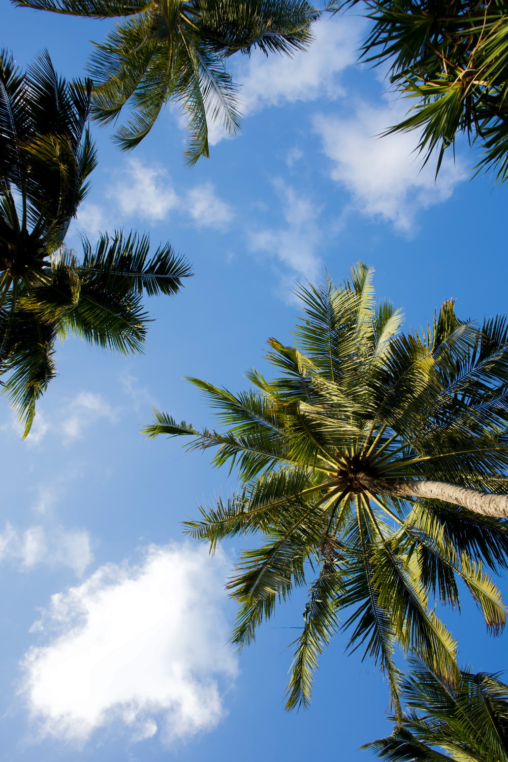 palm trees against a blue sky with clouds
