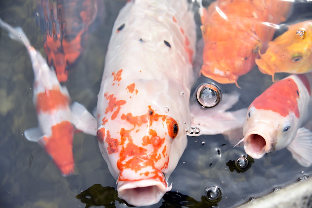 a group of orange and white fish in a pond