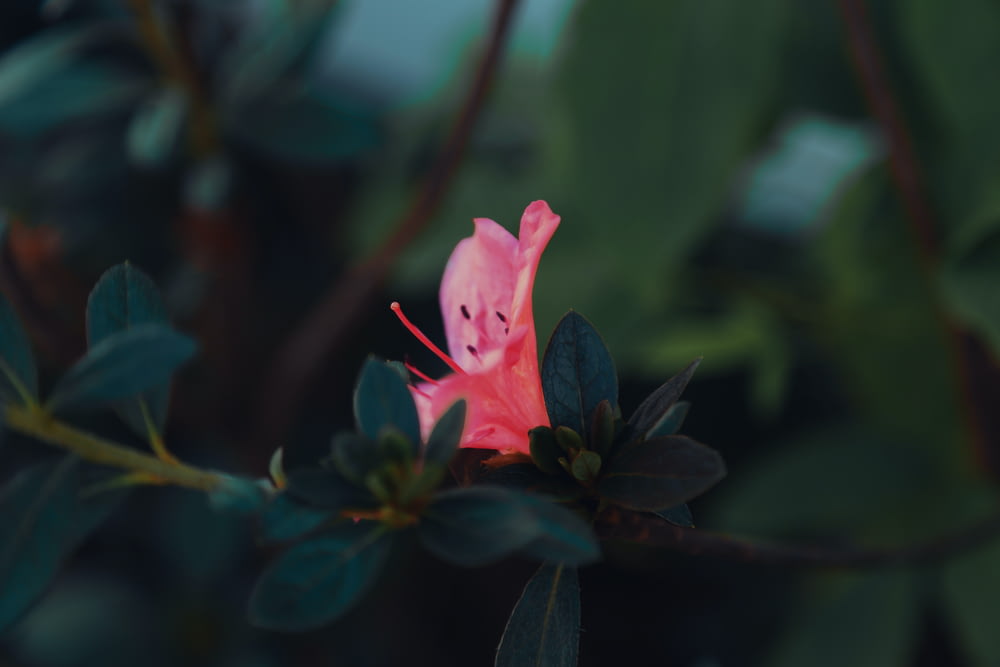 une fleur rose avec un visage dessiné dessus