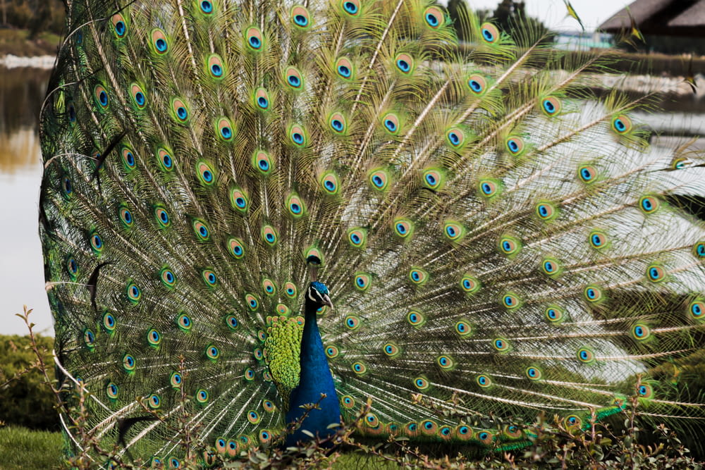 a peacock with its feathers spread out in front of a body of water