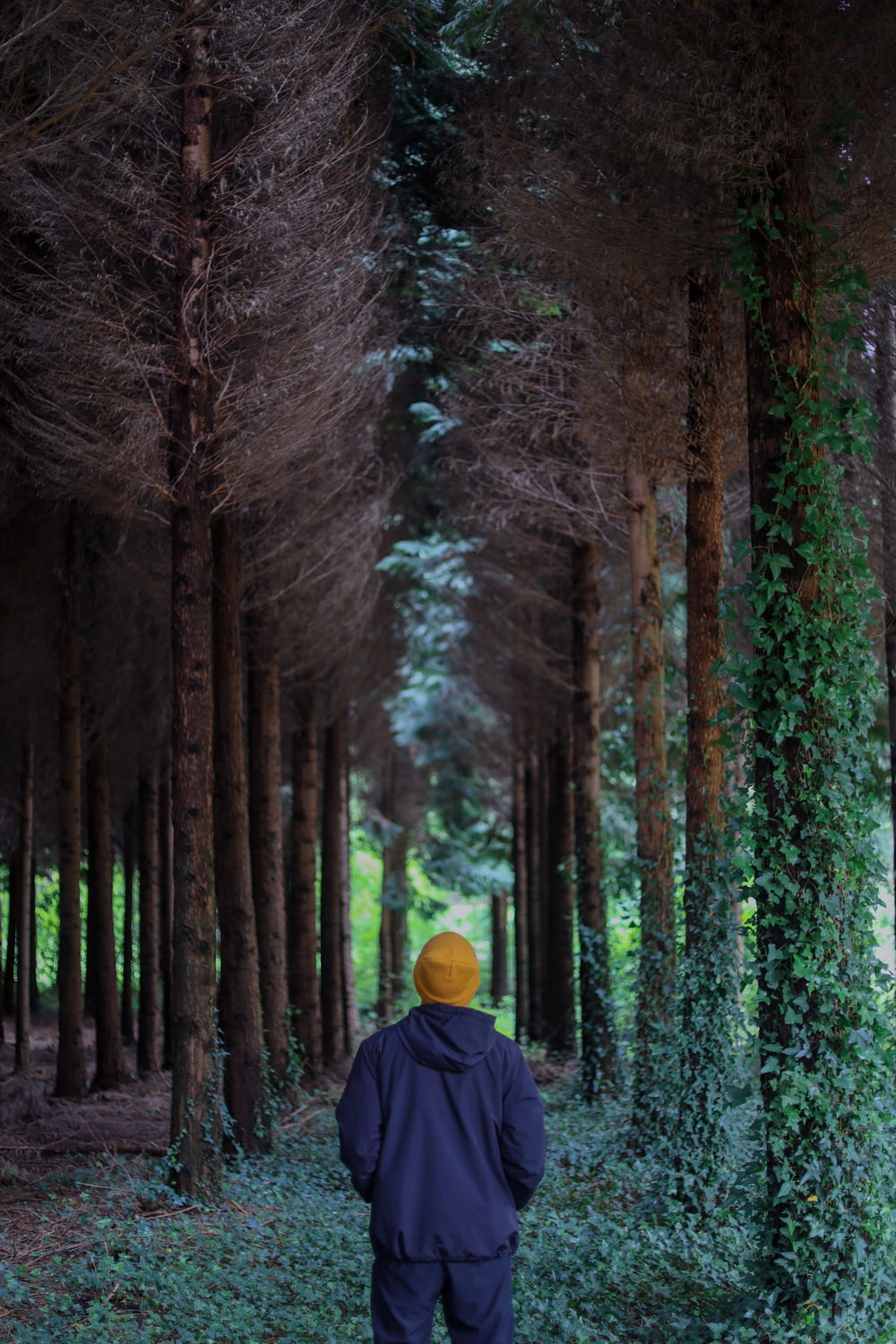 Una persona con una chaqueta azul caminando por un bosque