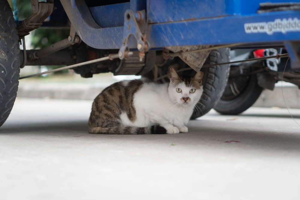 a cat sitting underneath a blue truck on the road