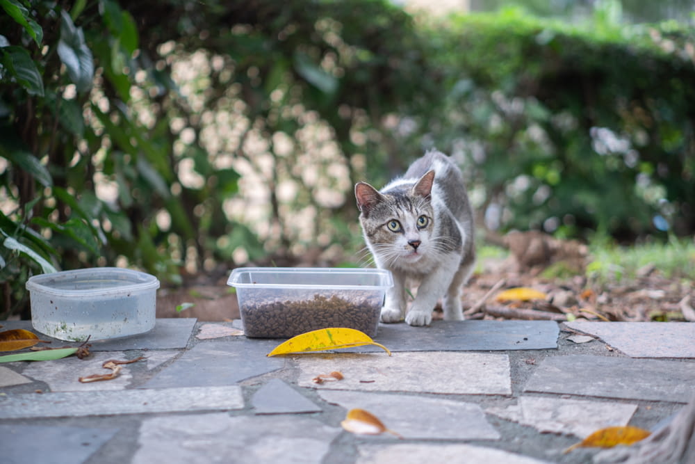 a gray and white cat standing next to a bowl of food
