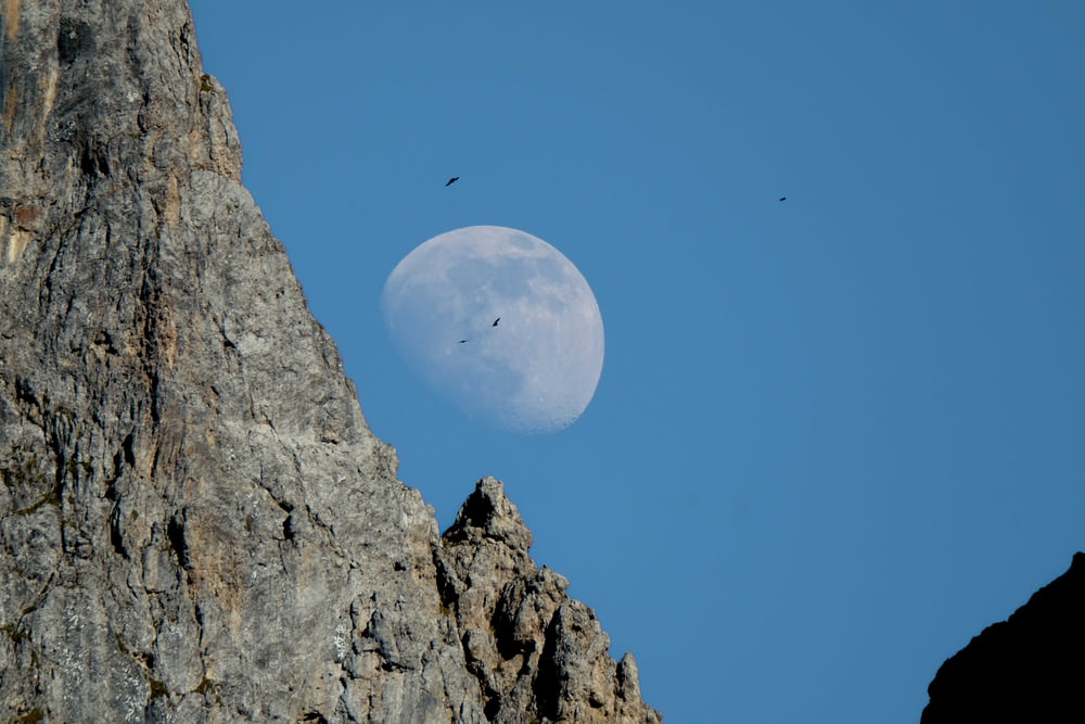 a bird flying past a half moon on a clear day