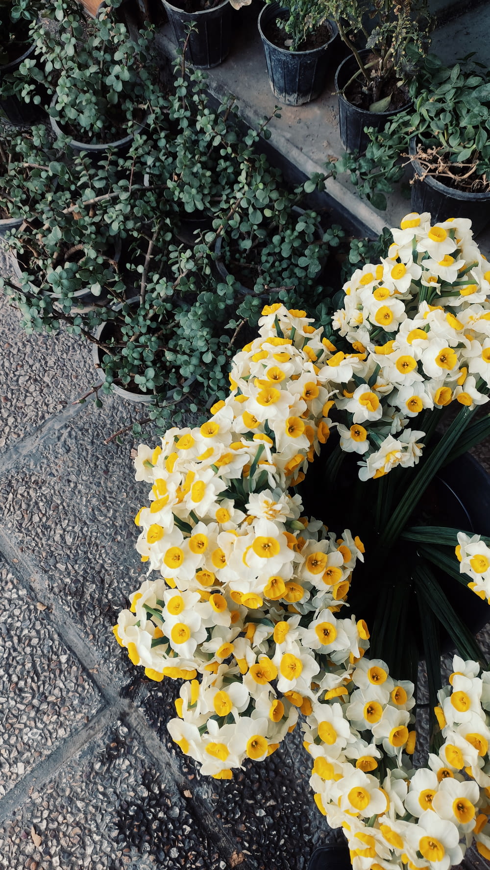 a bunch of yellow and white flowers in a garden