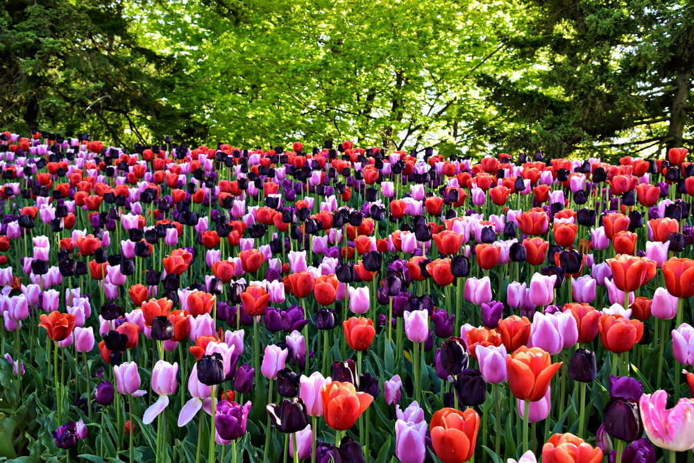 a field of colorful tulips with trees in the background