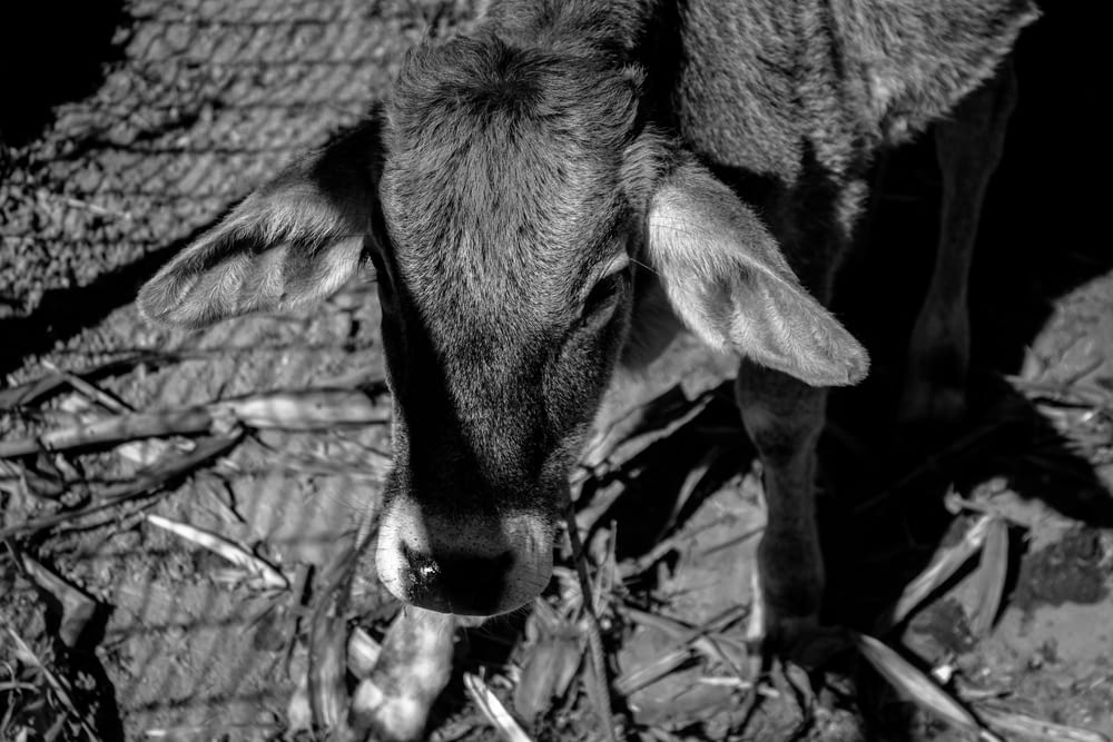 a black and white photo of a cow