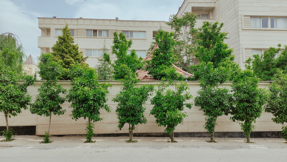 a row of trees in front of a building