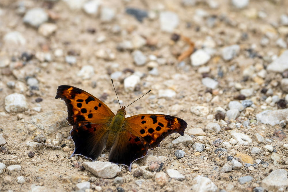 a brown and black butterfly sitting on a gravel ground