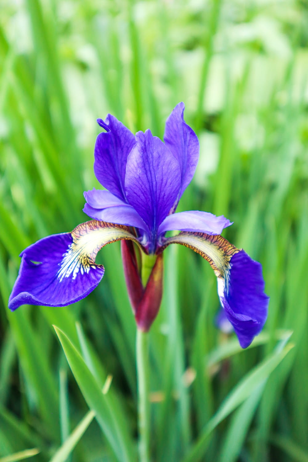a purple flower in the middle of some green grass