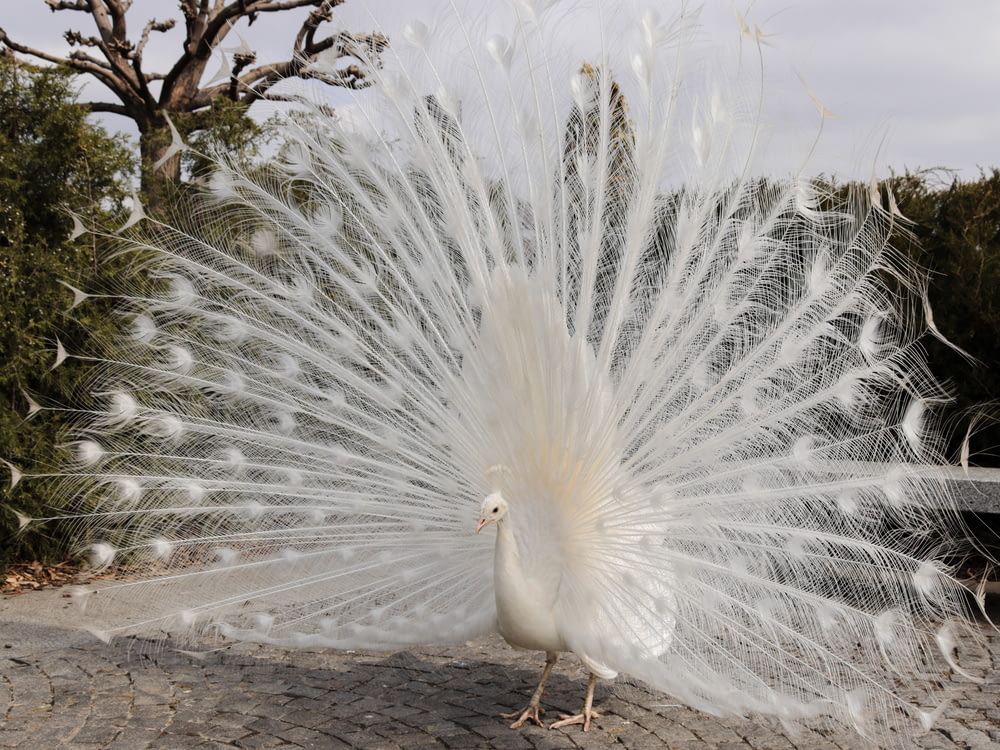 a white peacock with its feathers spread out