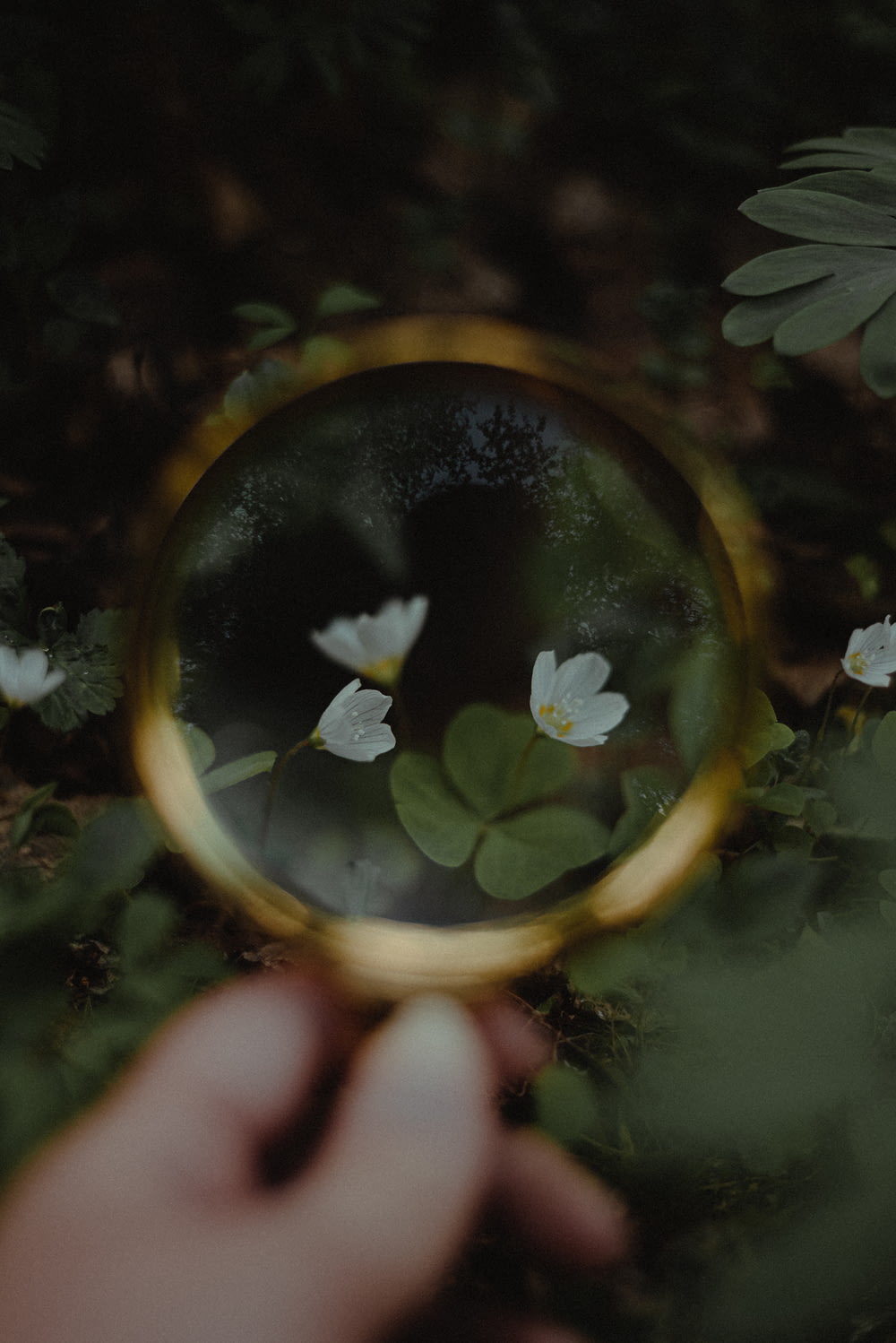 a hand holding a magnifying glass over a flower