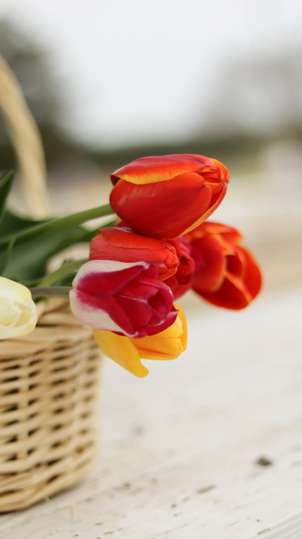 a basket filled with red and white tulips