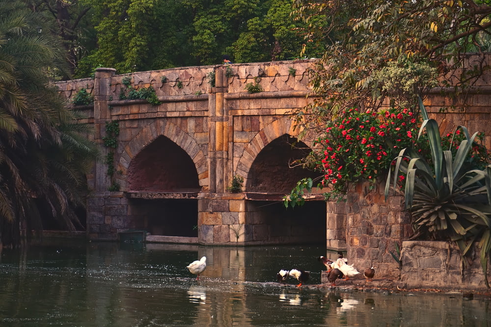 swans swimming in a pond near a stone bridge