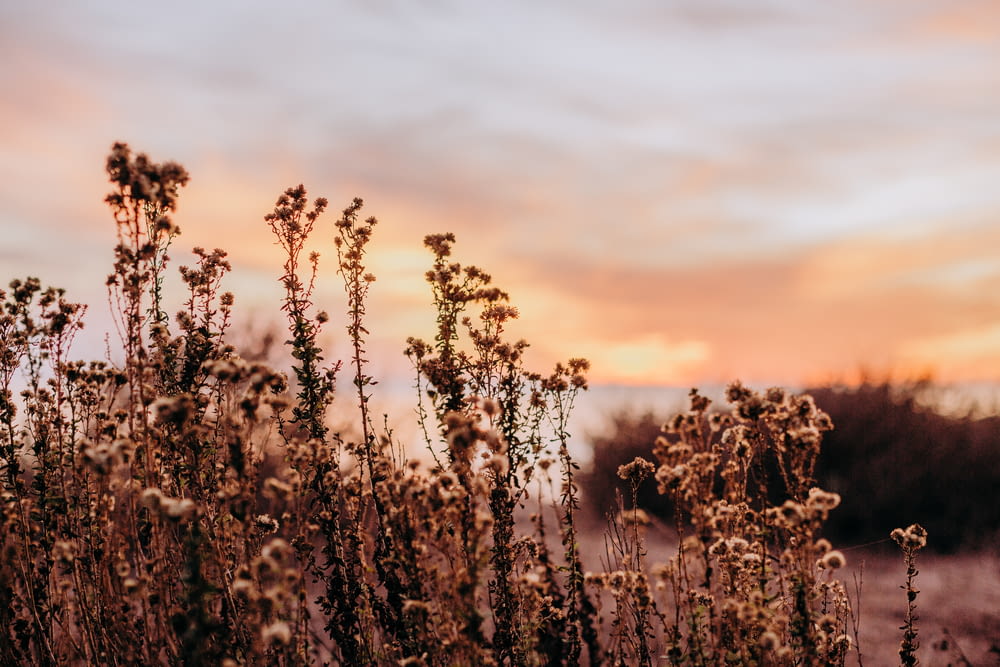 a field of tall grass with a sunset in the background
