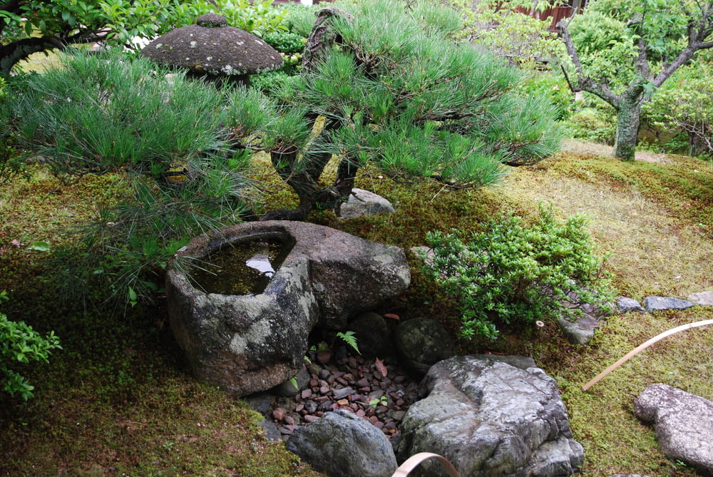 a bonsai tree in a rock garden