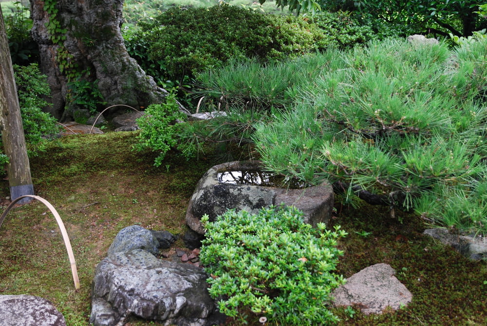 a garden with rocks and plants in it