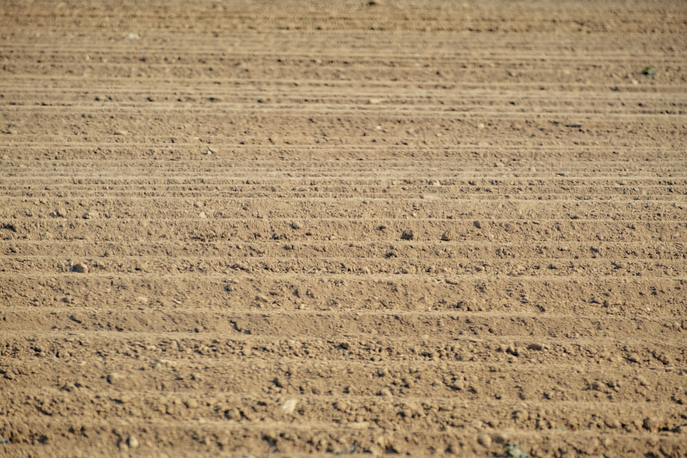 a bird standing in the middle of a dirt field