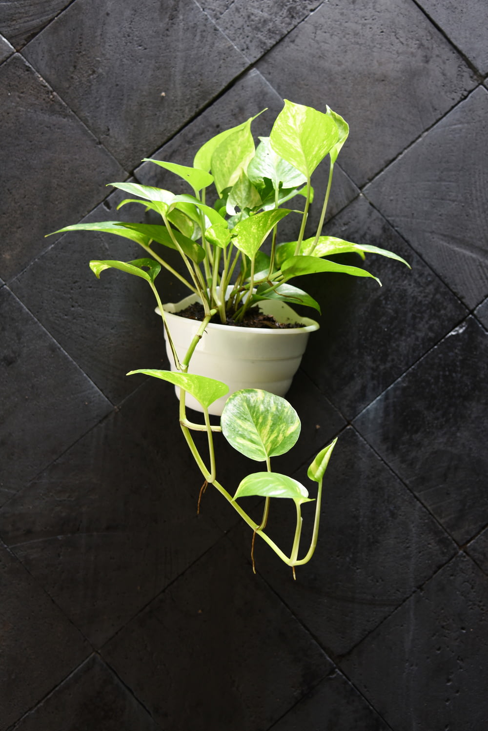 a potted plant on a black tile floor