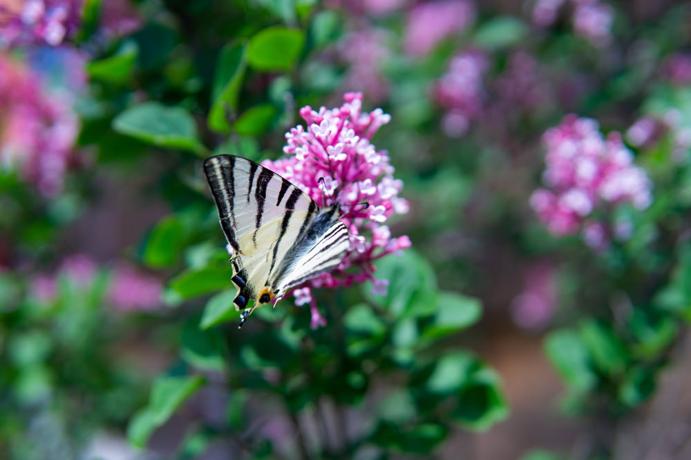 a white and black butterfly on a pink flower