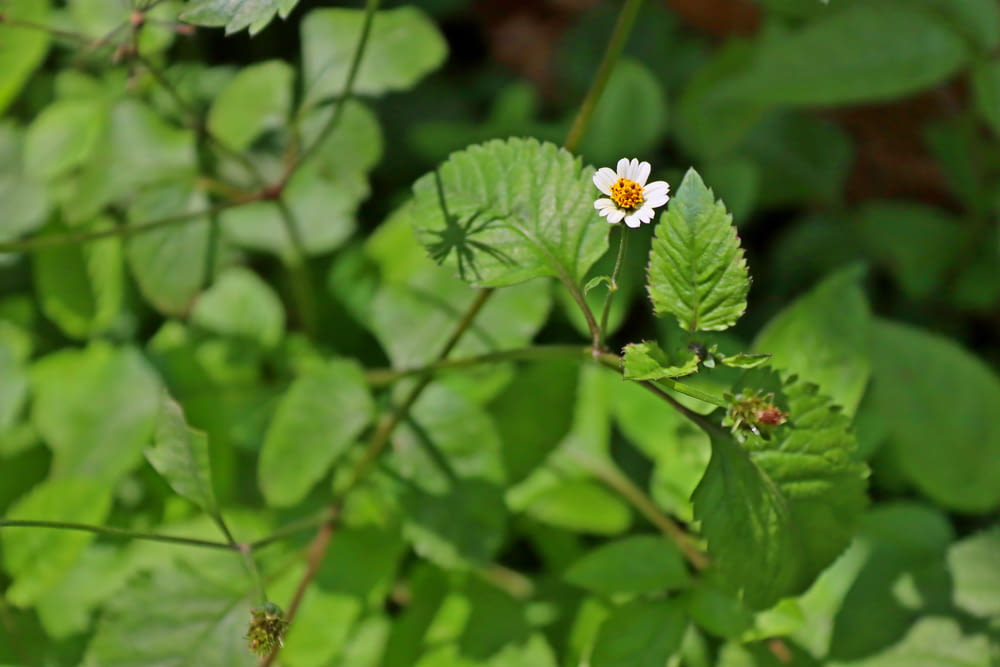 a small white and yellow flower surrounded by green leaves