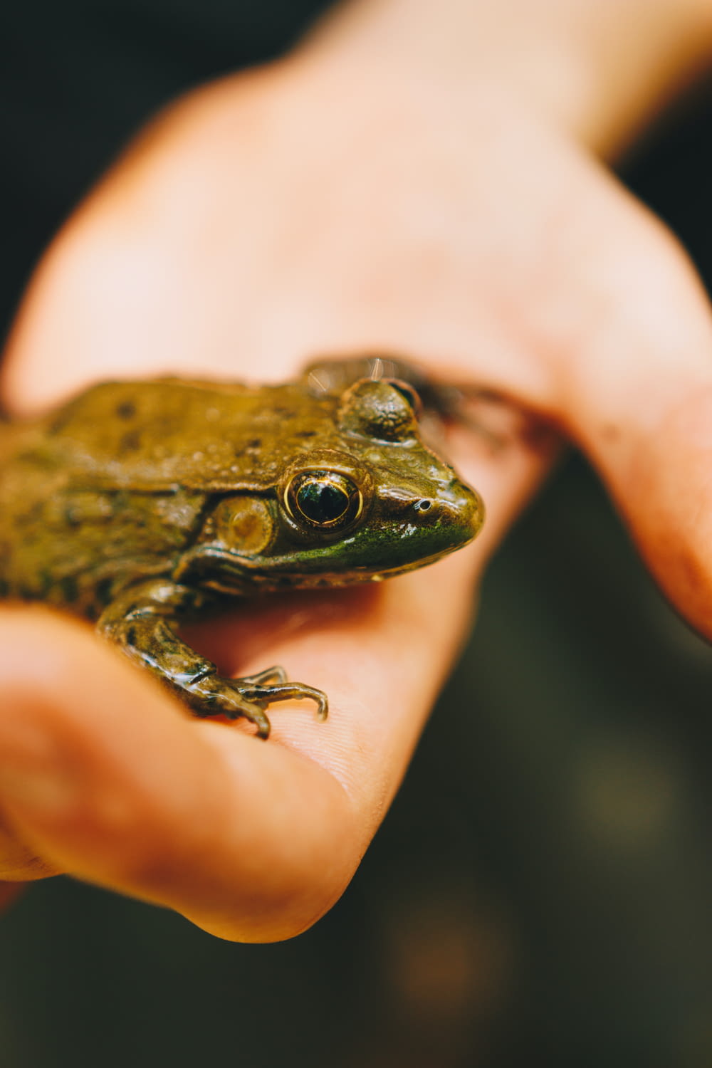 a person holding a frog in their hand