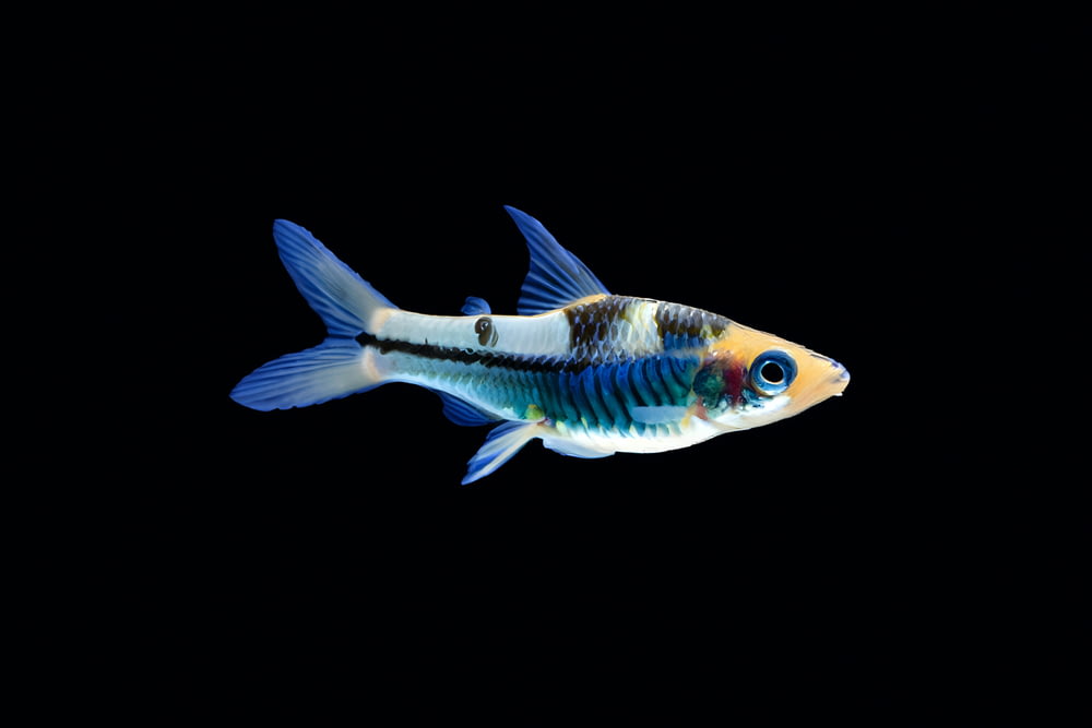 a blue and white fish with a black background