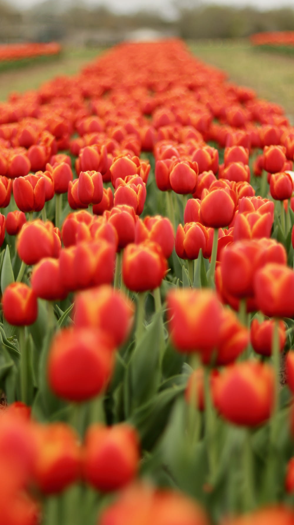 a field full of red and orange tulips