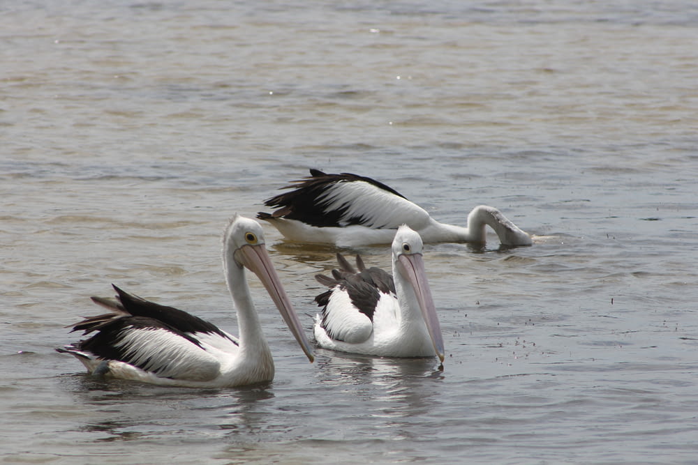a group of pelicans swimming in a body of water