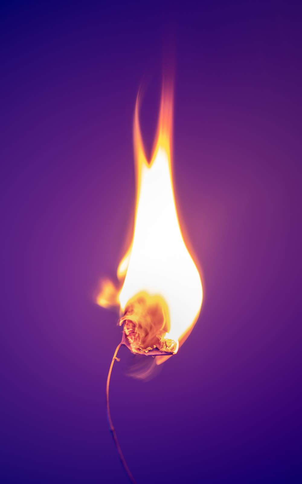 a close up of a burning flower on a purple background