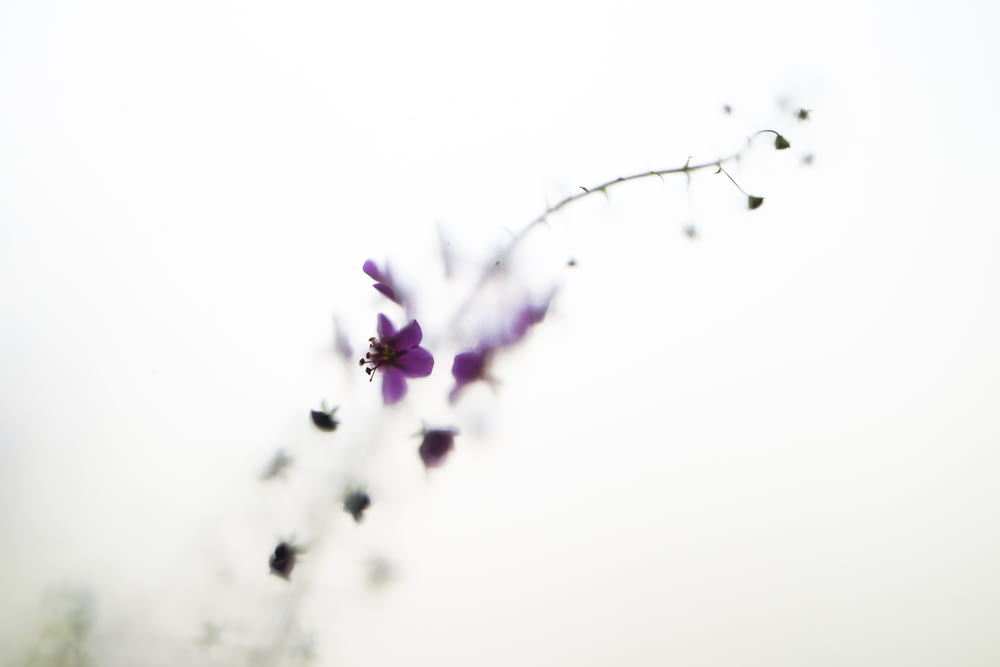 a close up of a purple flower on a white background