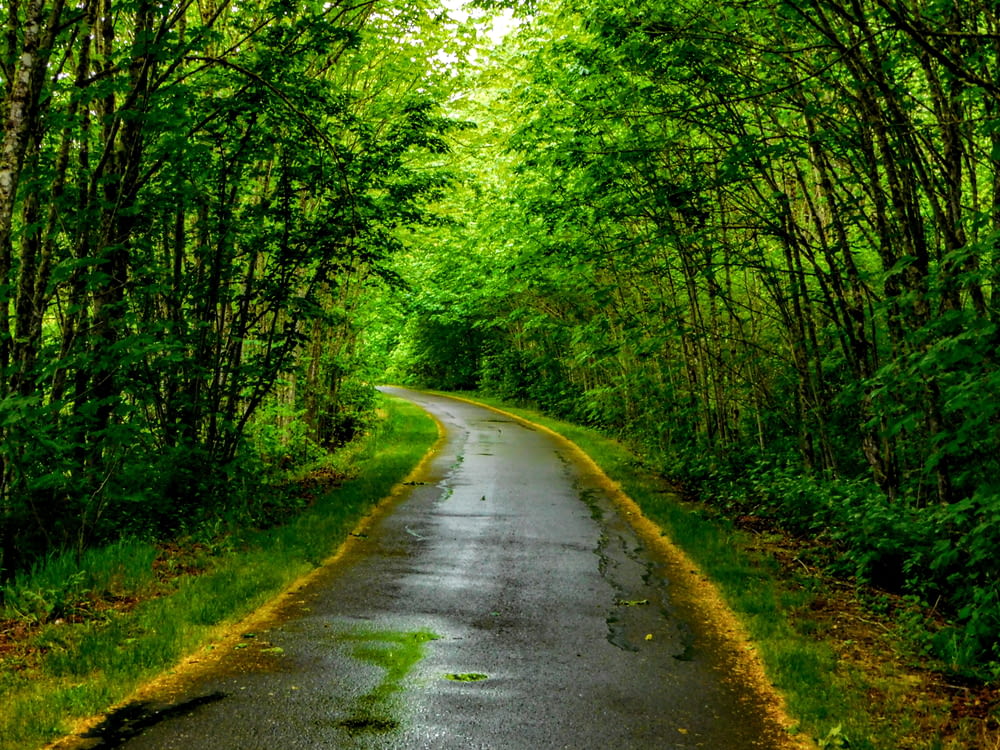 a road that is surrounded by trees and grass