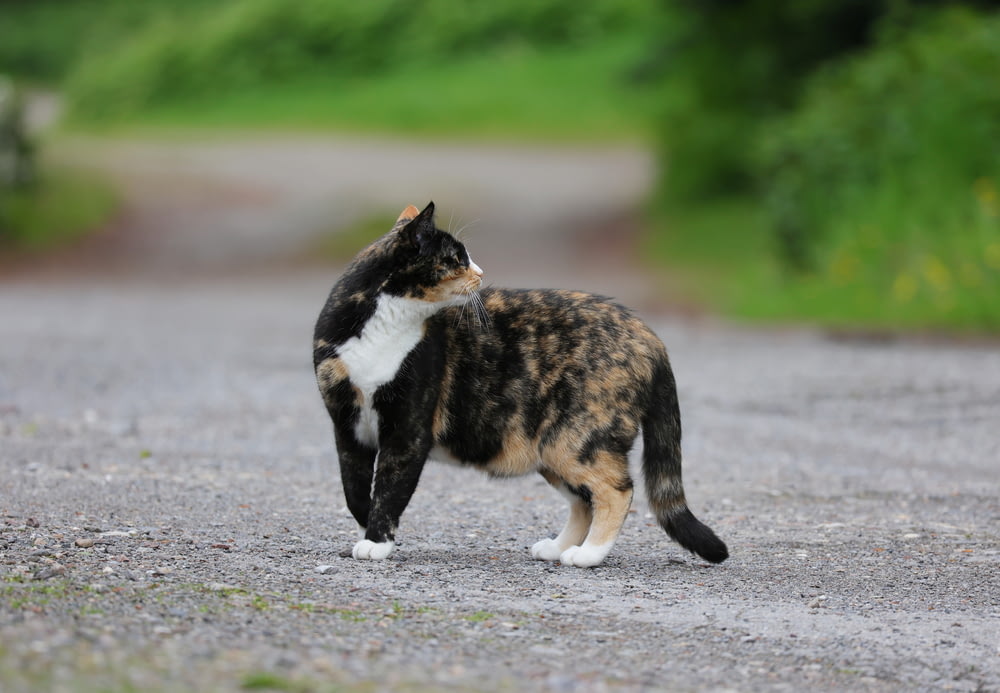 a calico cat walking across a gravel road