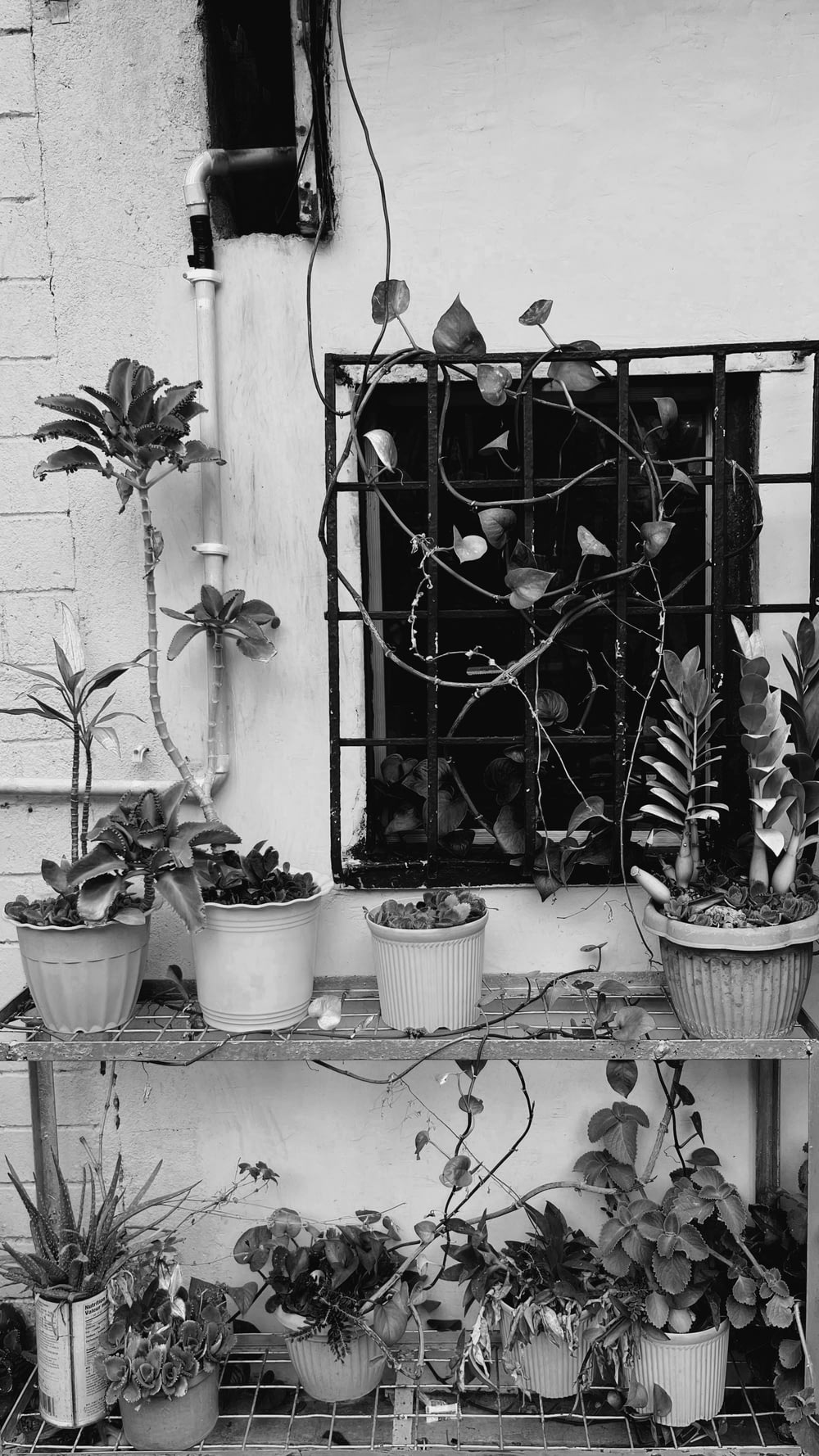 a black and white photo of potted plants on a shelf