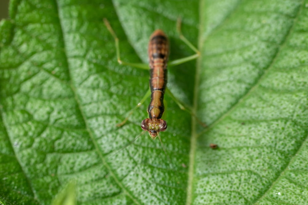 a close up of a bug on a leaf