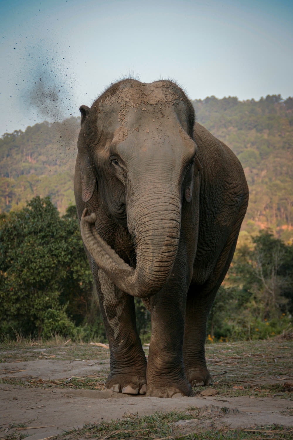 a large elephant standing on top of a dirt field
