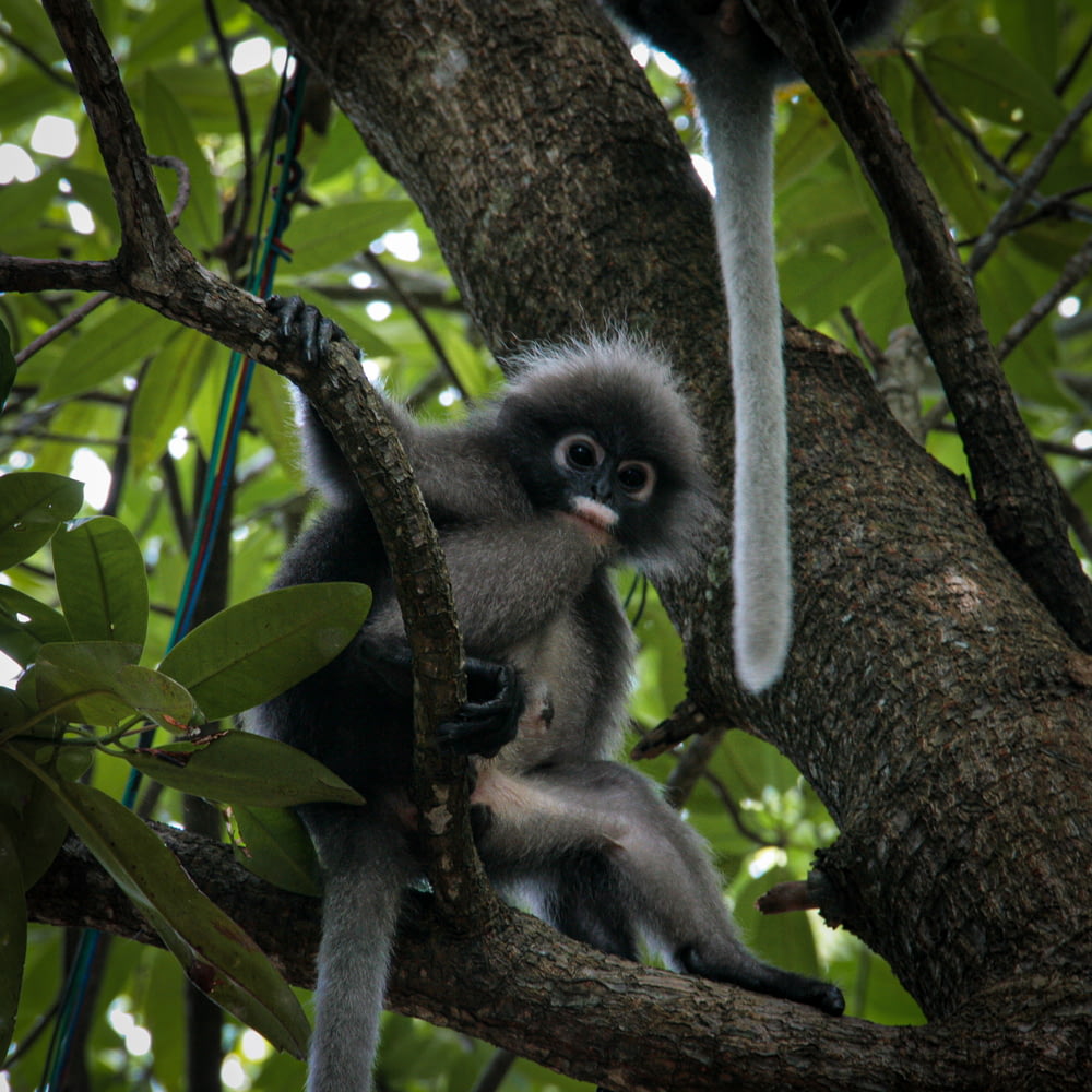 a monkey sitting on a tree branch with its mouth open