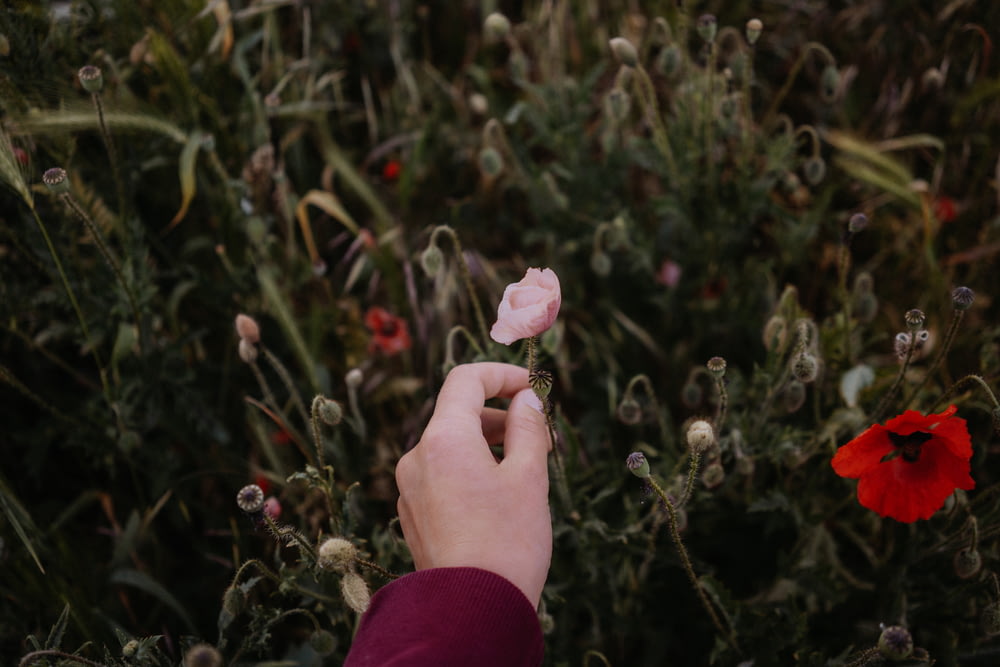 a person reaching for a flower in a field