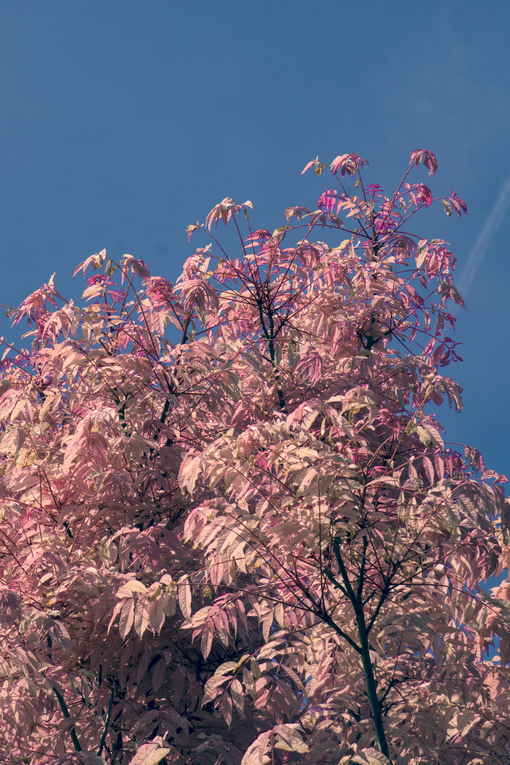 uma árvore com folhas cor-de-rosa contra um céu azul