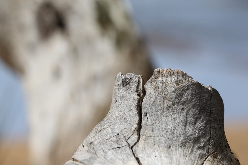 a close up of a piece of wood with a sky in the background
