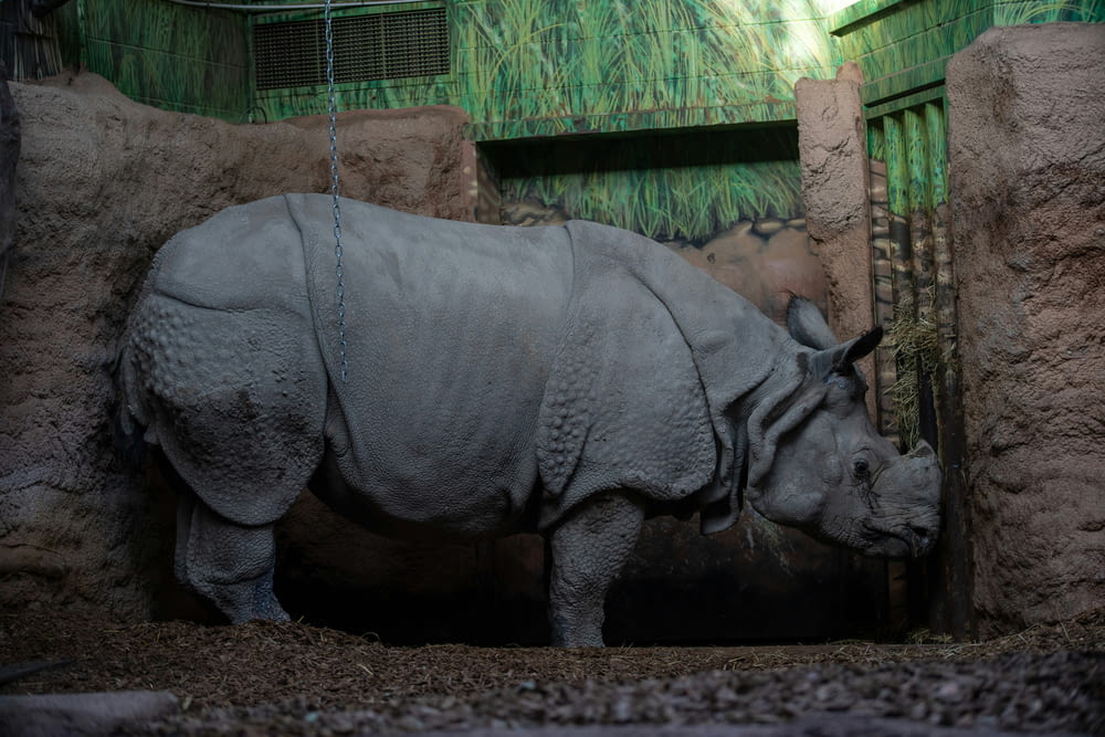 a rhino in a zoo enclosure with a chain around it's neck