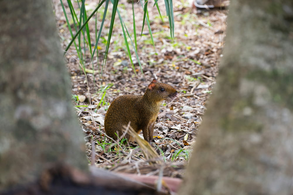 a small rodent standing in the middle of a forest