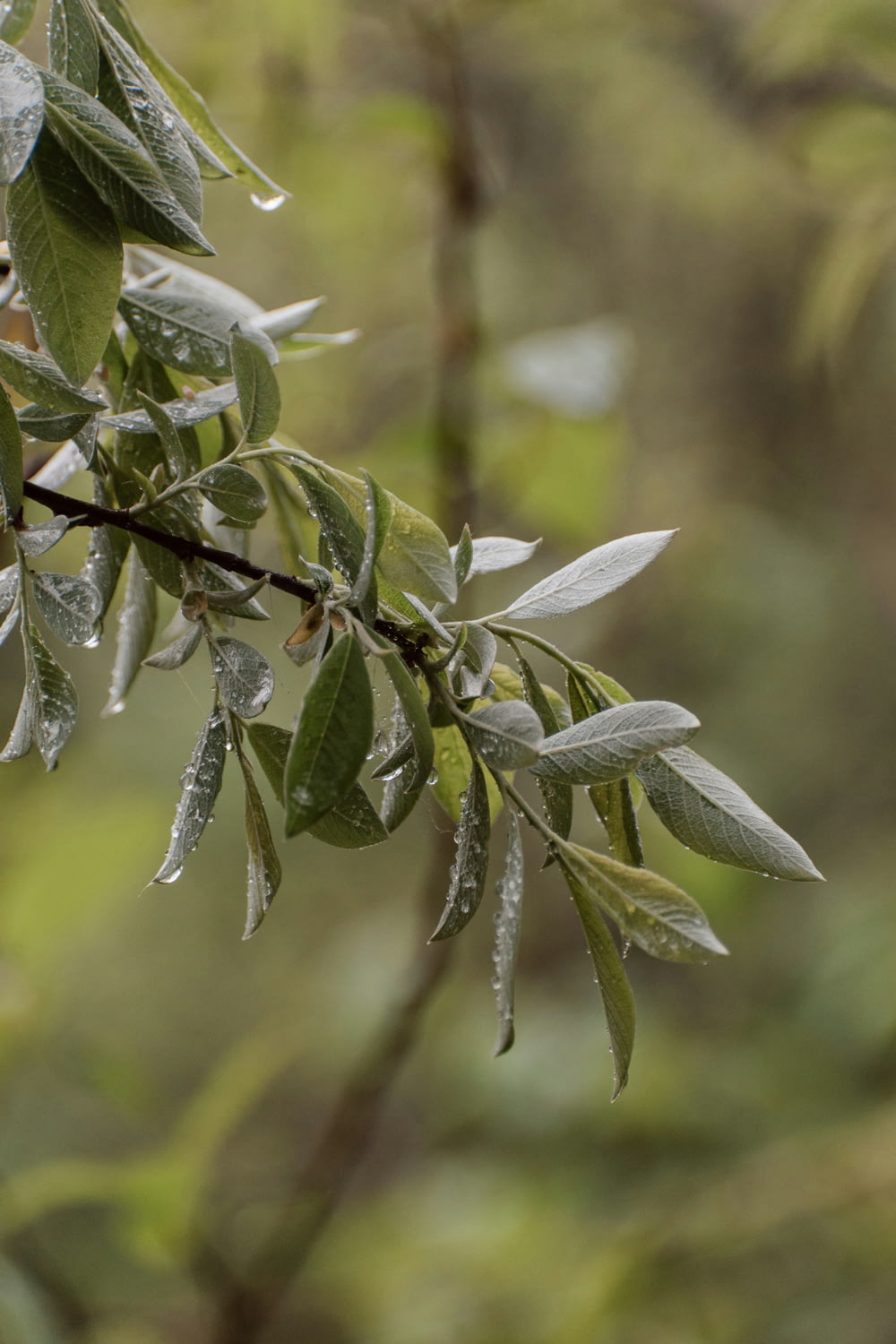 a branch of a tree with water droplets on it