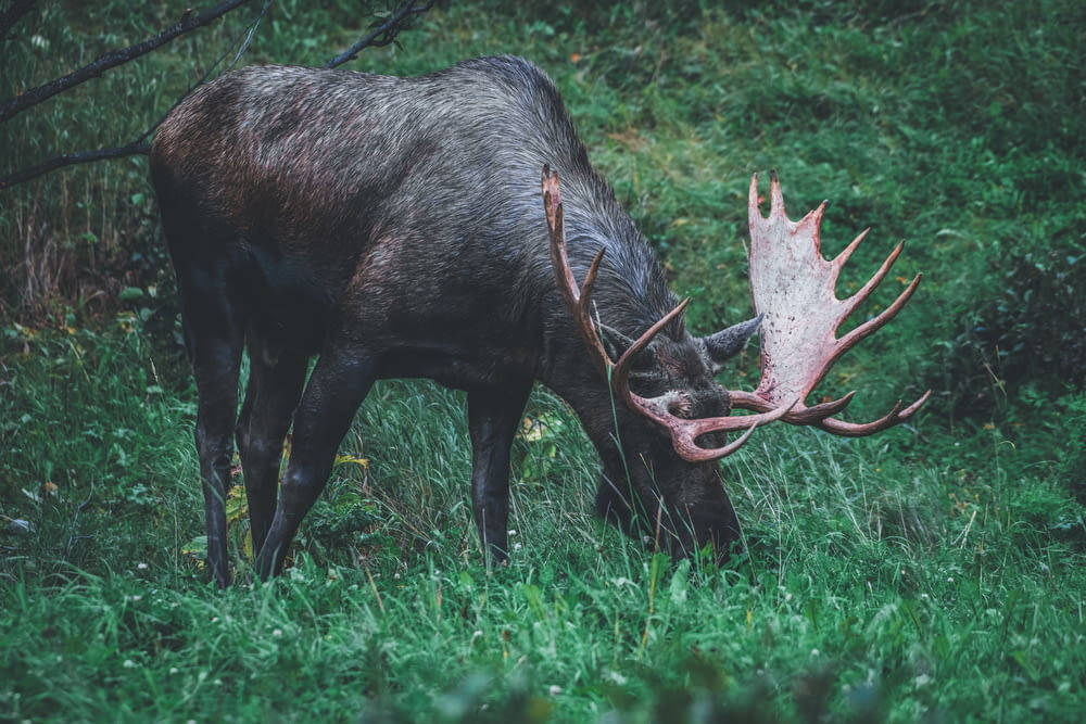 a moose grazing on grass in a forest