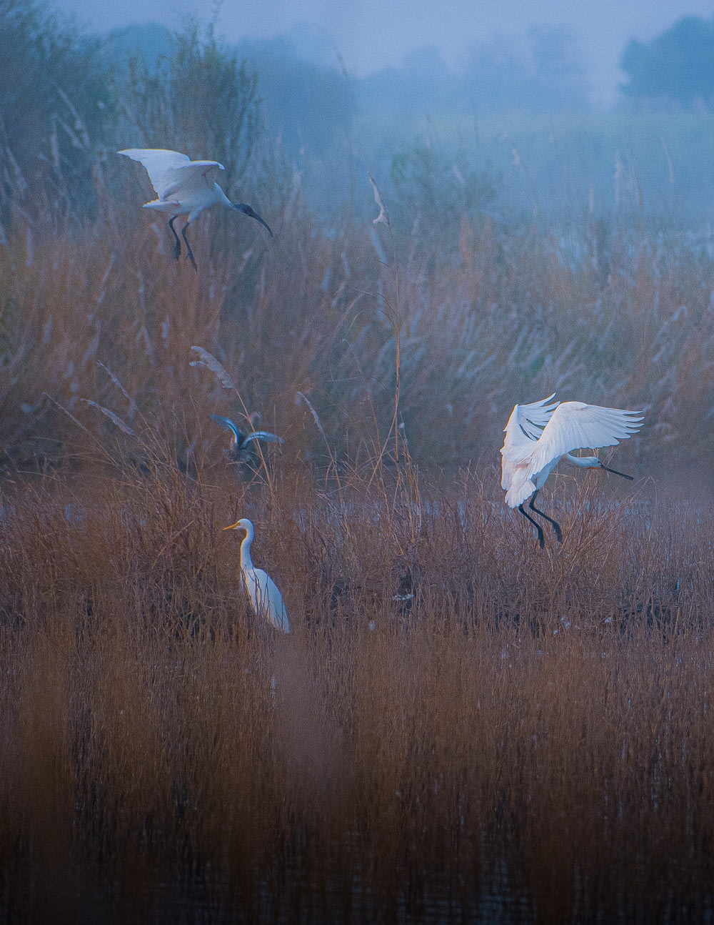 um grupo de pássaros voando sobre um campo de grama seca
