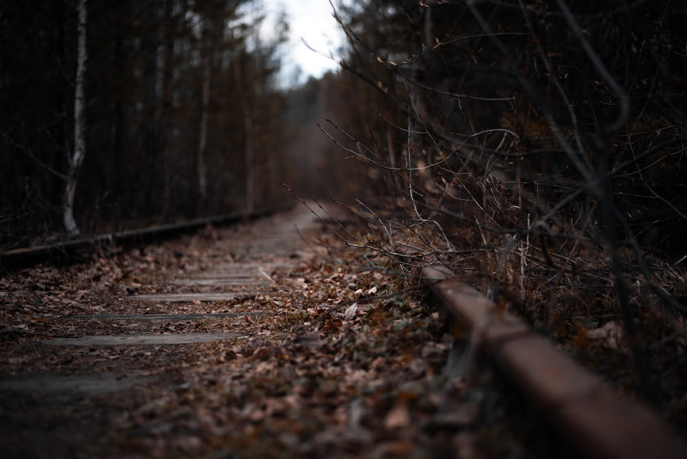 a train track in the middle of a wooded area