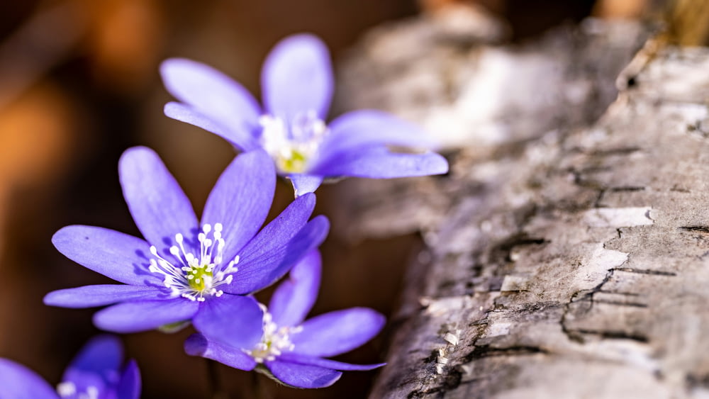 a group of purple flowers sitting on top of a tree trunk