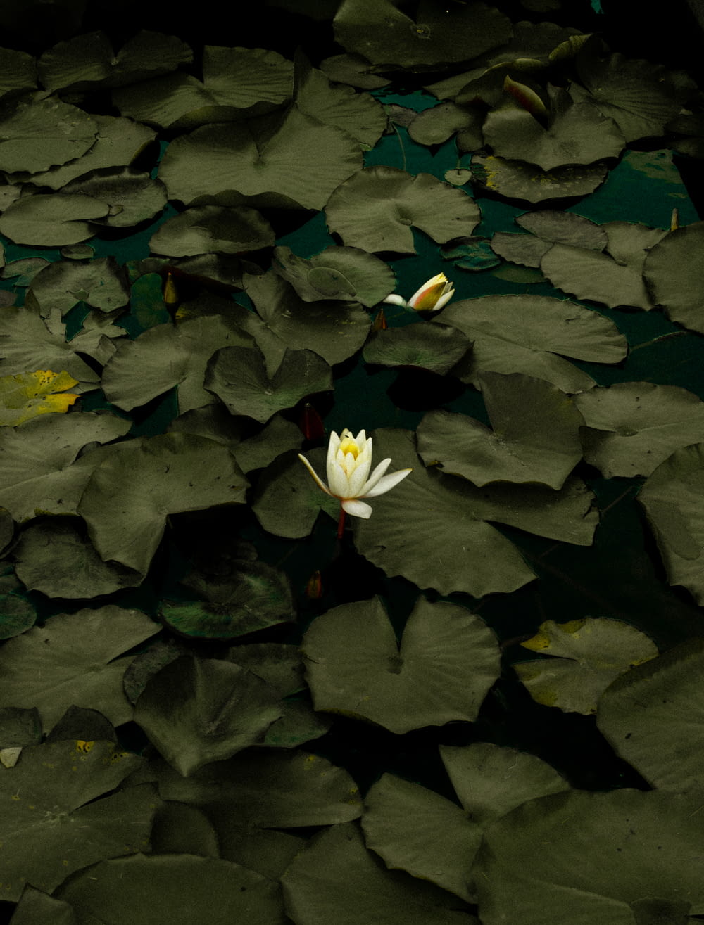 a white flower floating on top of a pond of water