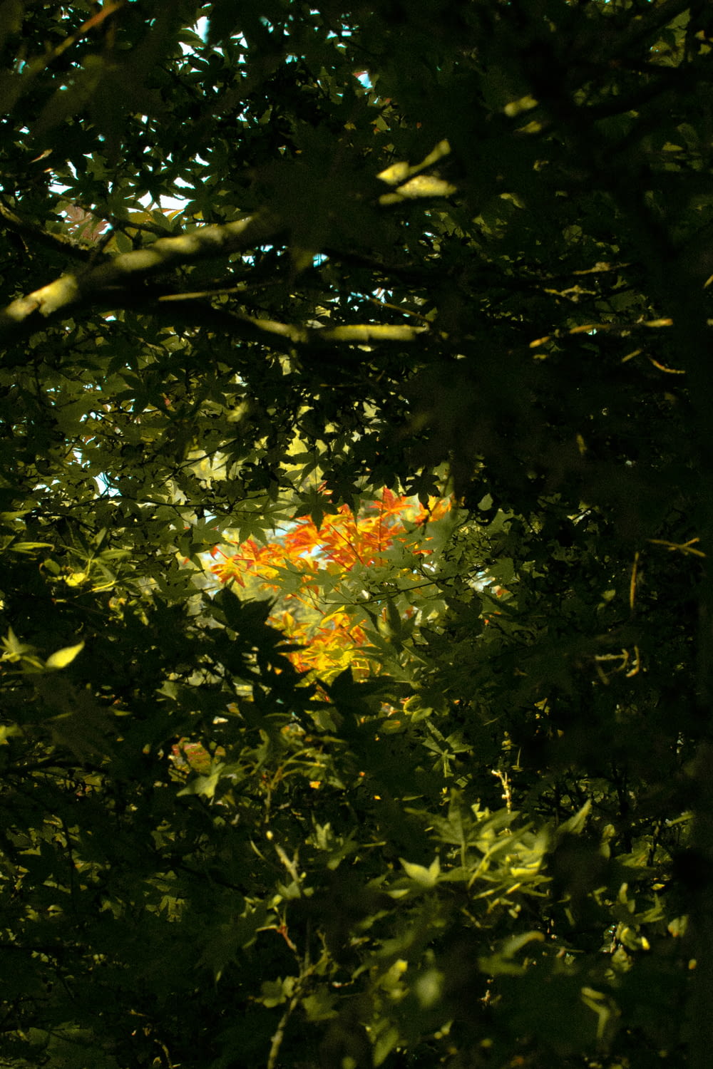 a view through the leaves of a tree